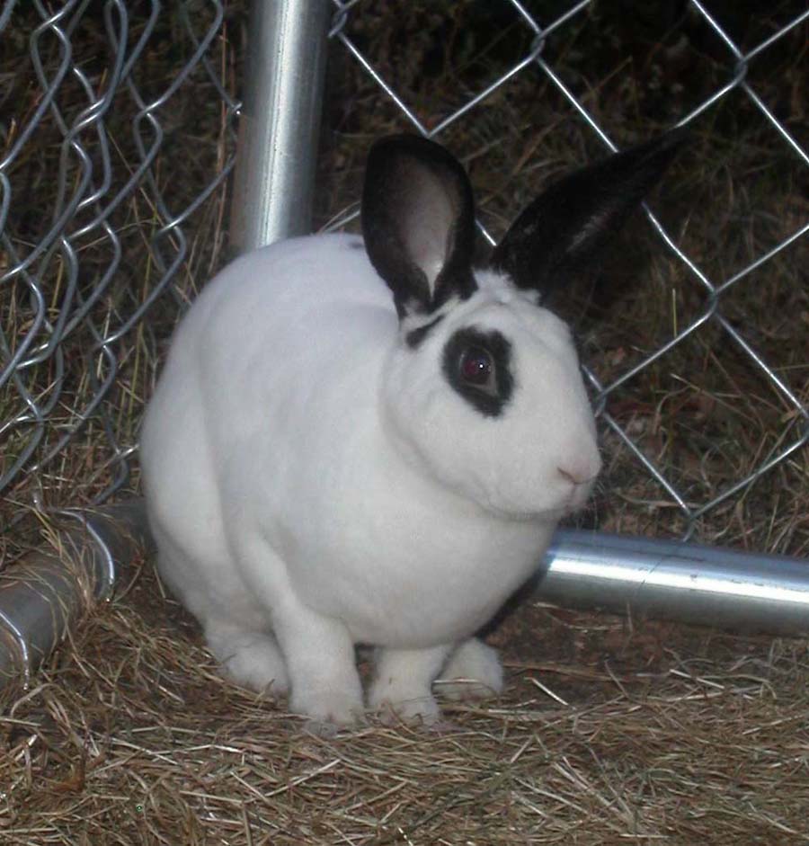 newbun