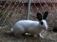 newbun2