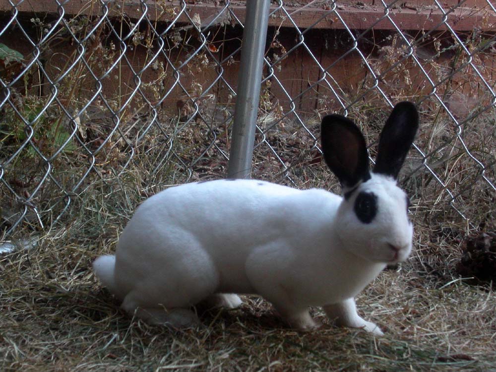 newbun2