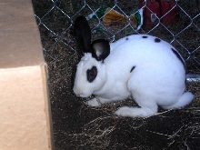 newbun3