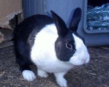 nibbler