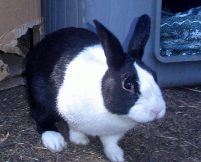 nibbler