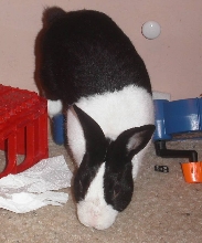 nibbler in room