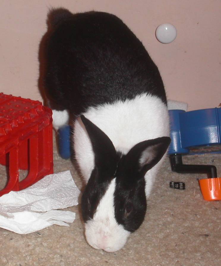 nibbler in room