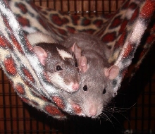 hammock