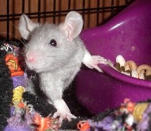 poppy