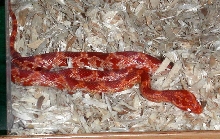 sally2