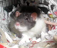 zoe