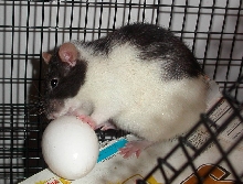 zoeegg