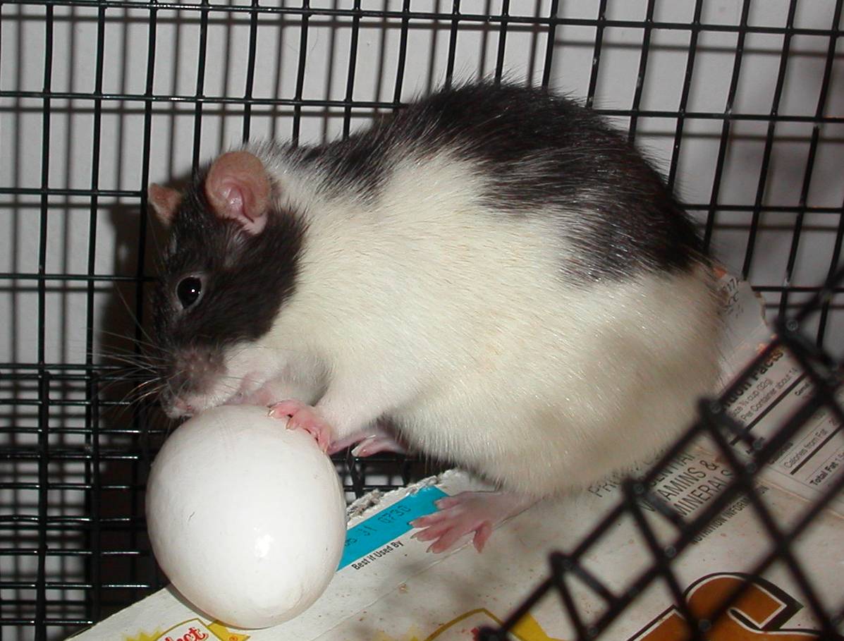 zoeegg