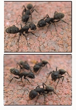 Ants fight