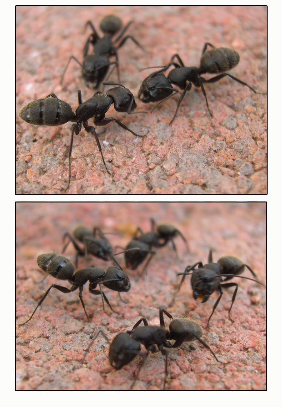 Ants fight