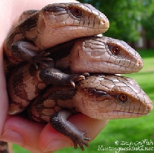 Three babies