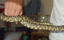 florida king