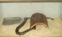 My florida King's cage.