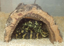 My JCP takin a snooze.