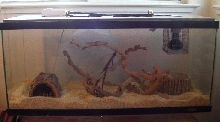 My JCP's Cage