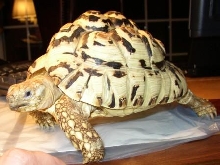 cleo or leo top side
