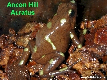 Ancon Hill Auratus