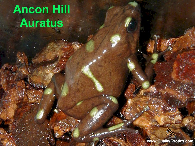 Ancon Hill Auratus