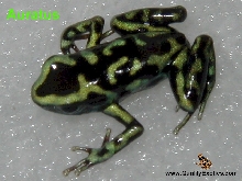 Reticulated Auratus