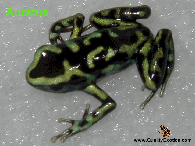 Reticulated Auratus