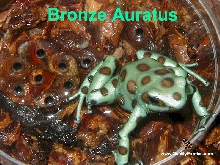 Female Bronze Auratus
