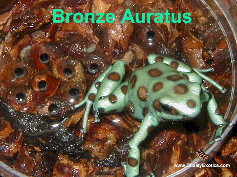 Female Bronze Auratus