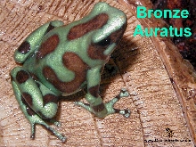 Male Bronze Auratus