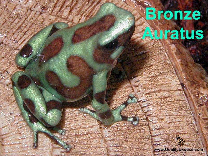 Male Bronze Auratus
