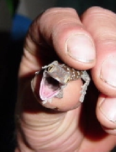 Tokay hatchling