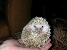 Gizmo the hedghog