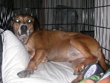 Puppy dog
