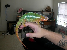 11 month Ambilobe