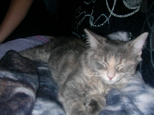 My new adopted kitten!