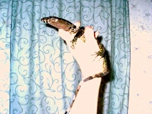 Roughneck monitor