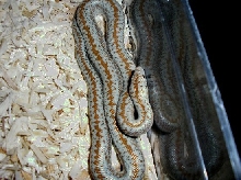 Anza-Borrengo yearling female