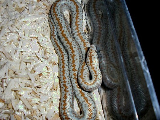 Anza-Borrengo yearling female