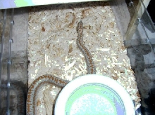 Anza-Borrengo male yearling