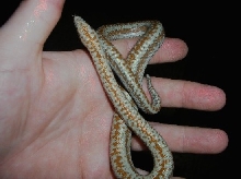 Anza-Borrengo in hand