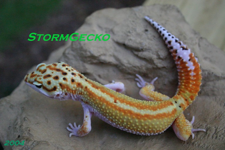 F6 Red Stripe Female