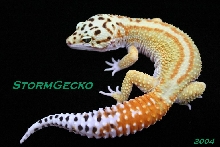 F6 HQ Red Stripe Male