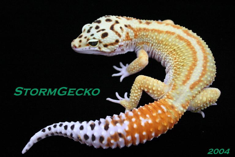 F6 HQ Red Stripe Male