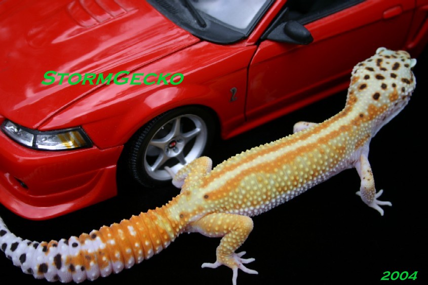 Red Stripe Female