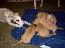 Kia Pups