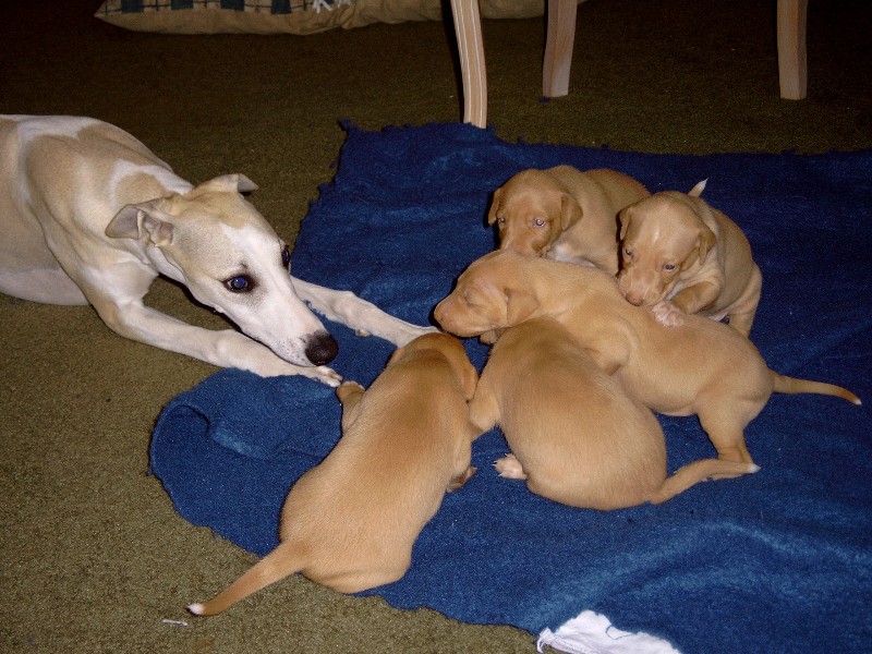Kia Pups