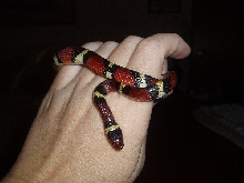 Scarlet Kingsnake
