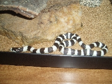 Zeb
