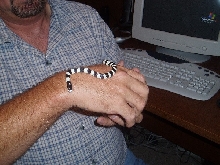 Zeb