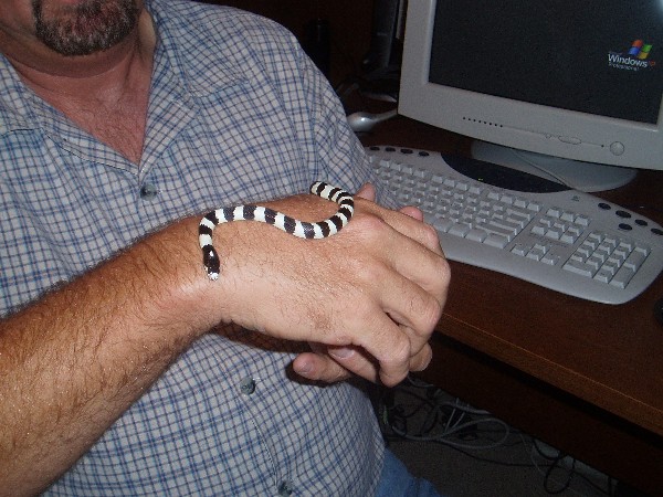 Zeb